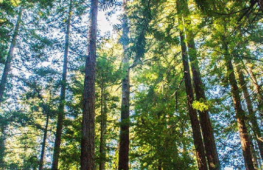 サステナビリティ