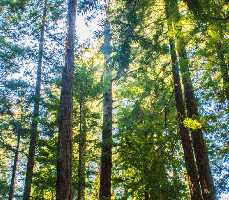 サスティナビリティ